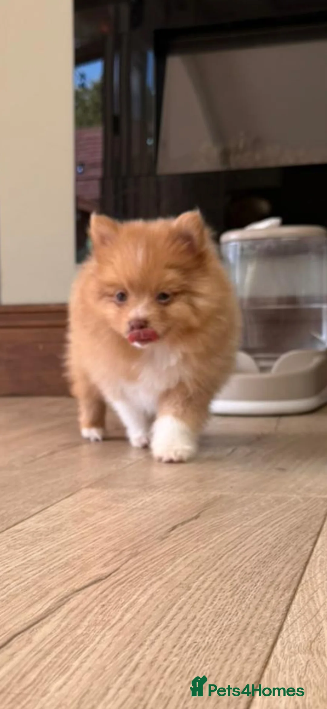 Pomeranian dogs for sale: Cream Pomeranian Boy  - Advert 10