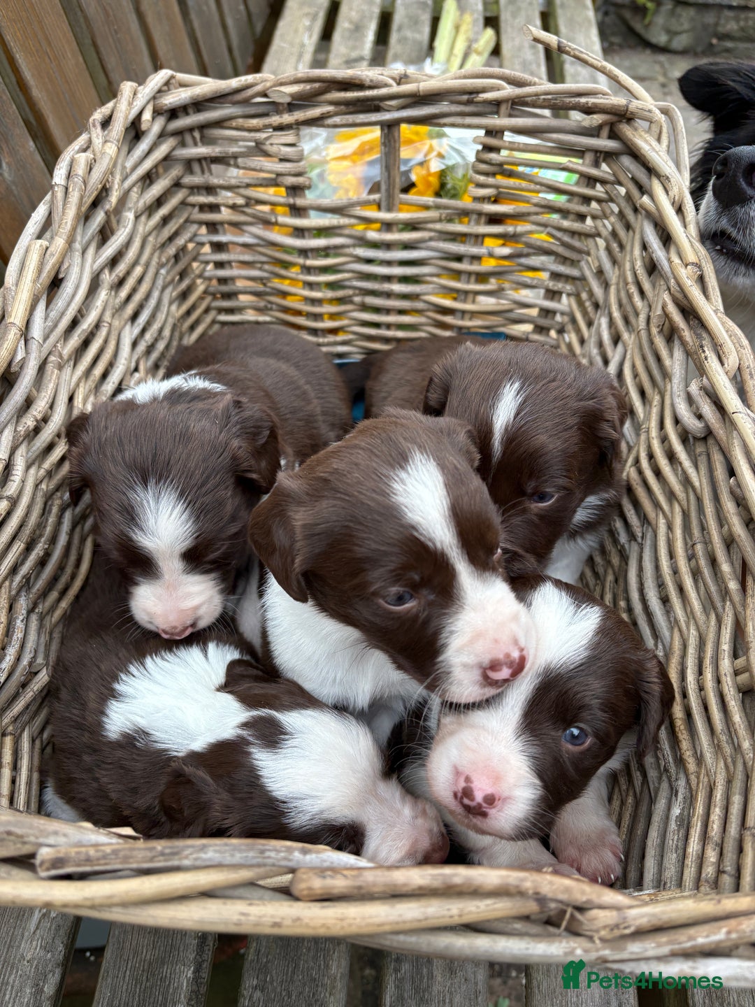 Sprollie dogs for sale: Liver & White Sprollies for sale - Image 2