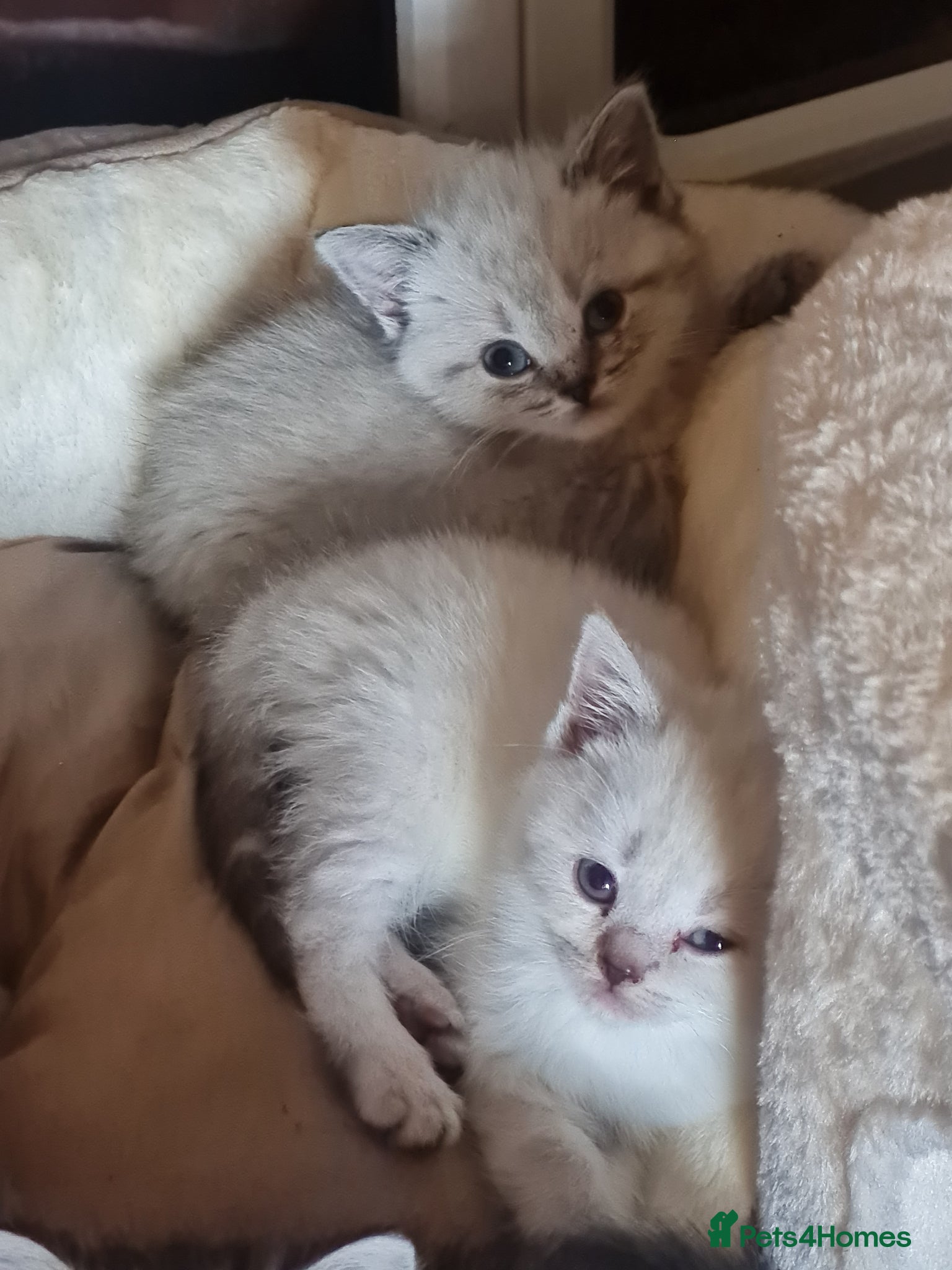 British Shorthair cats Stunning British Shorthair kittens - Advert 2