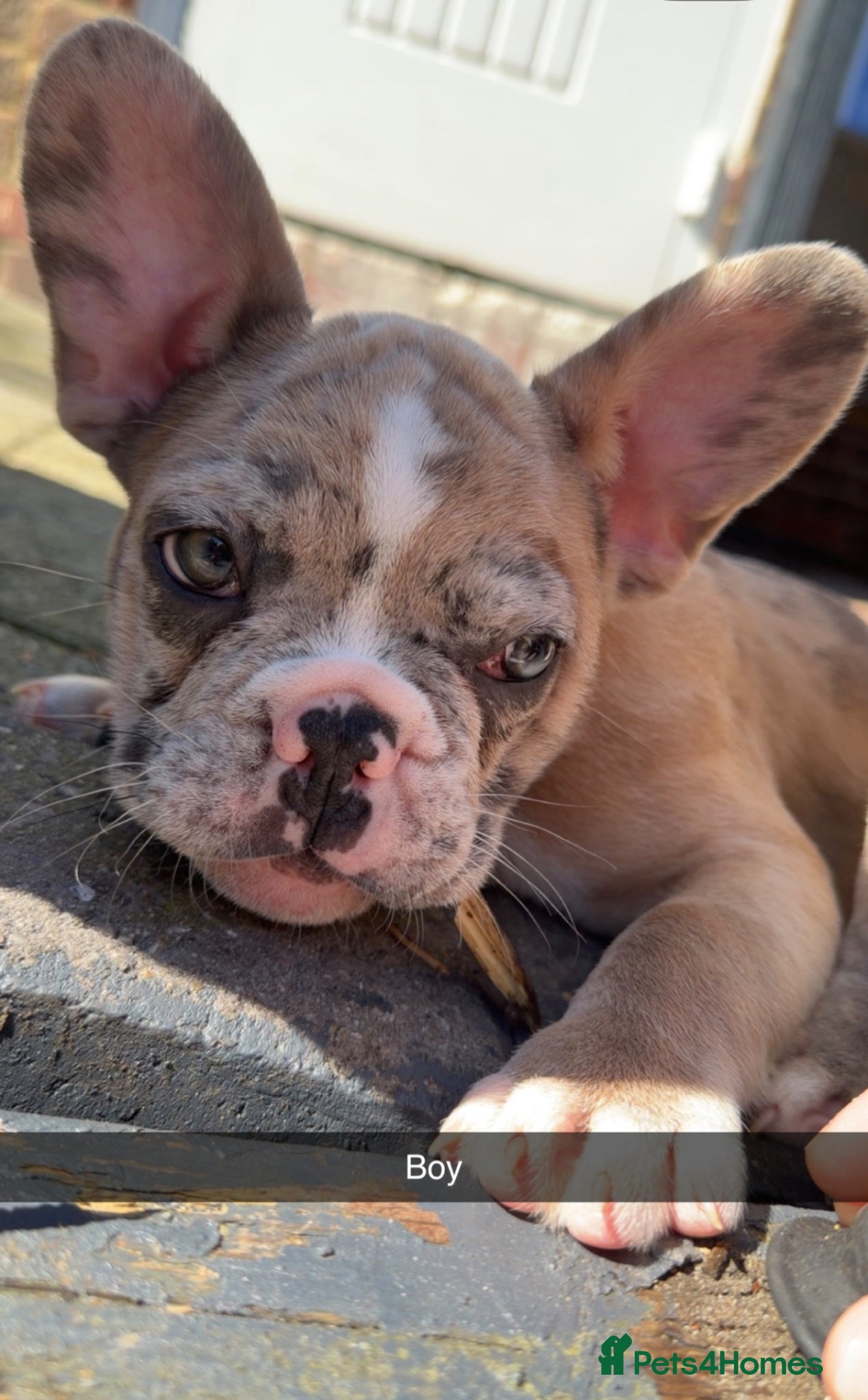 French Bulldog dogs Litter of 6 raised by a family with children  - Advert 8