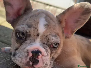 French Bulldog dogs Litter of 6 raised by a family with children - Advert 8