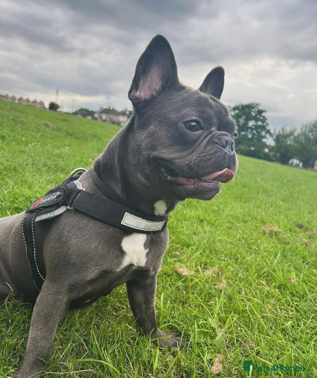 French Bulldog dogs for sale: Free French bulldog  - Advert 1
