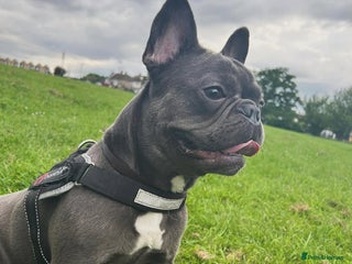 French Bulldog dogs Free French bulldog - Advert 1