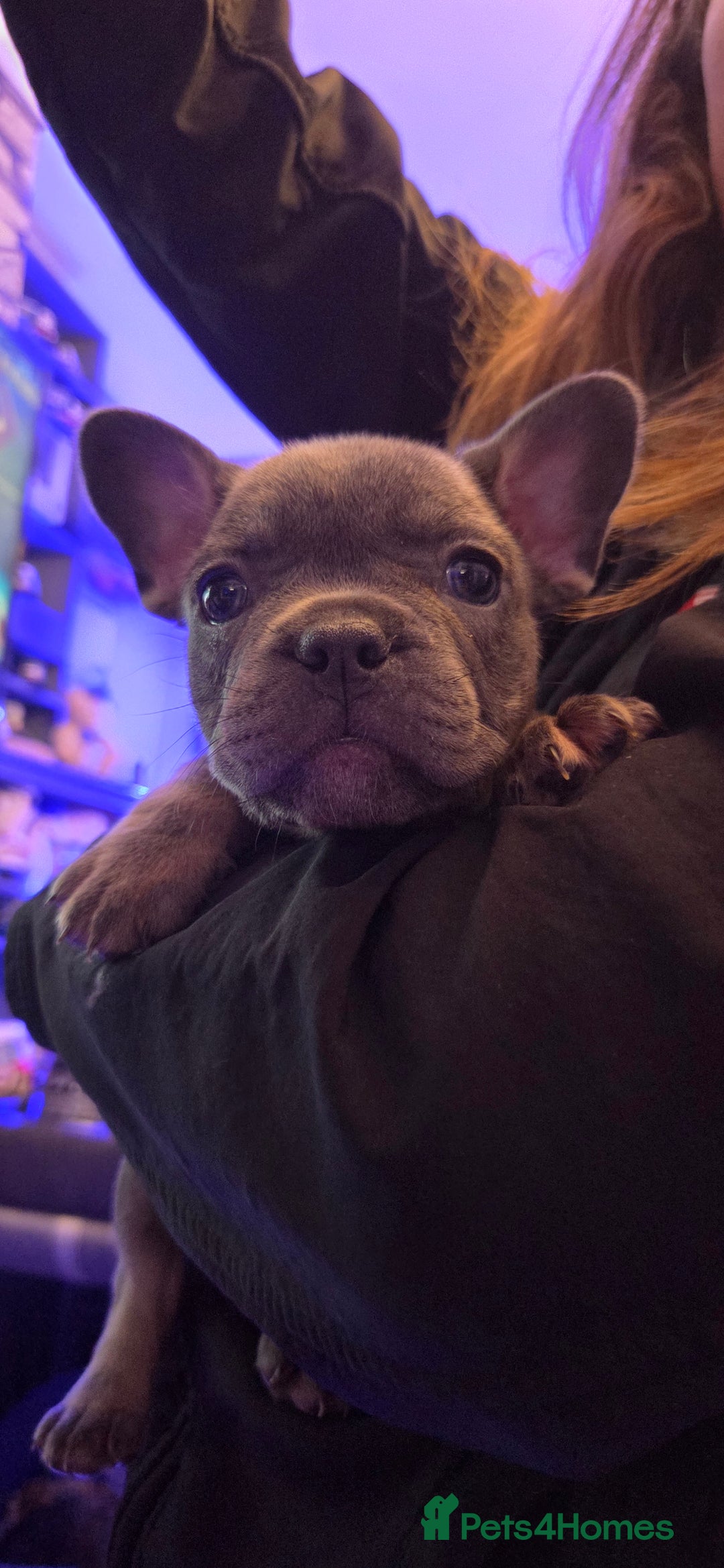 French Bulldog dogs for sale: 6 frenchie/ French bulldog - Image 12