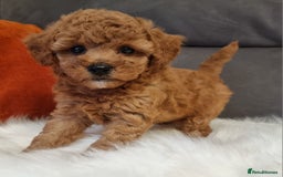 Cockapoo dogs for sale: Adorable best friend pups, sold fully vaccinated - Image 38