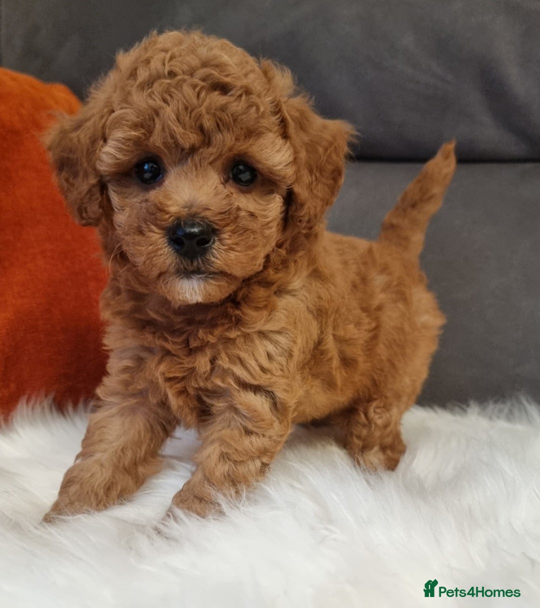 Cockapoo dogs for sale: Adorable best friend pups, sold fully vaccinated - Image 38