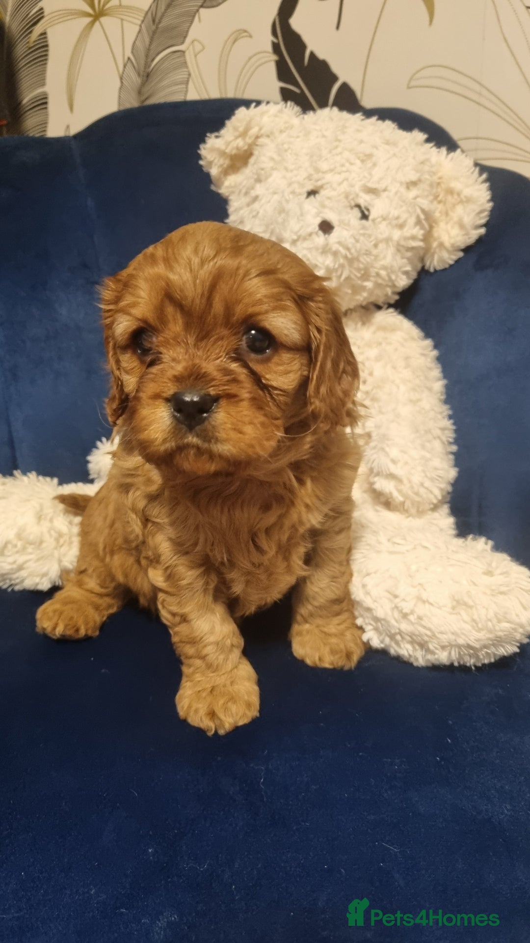 Cavapoo dogs for sale: DNA TESTED ❤️2 girl left ❤️fox red miniature  - Advert 7