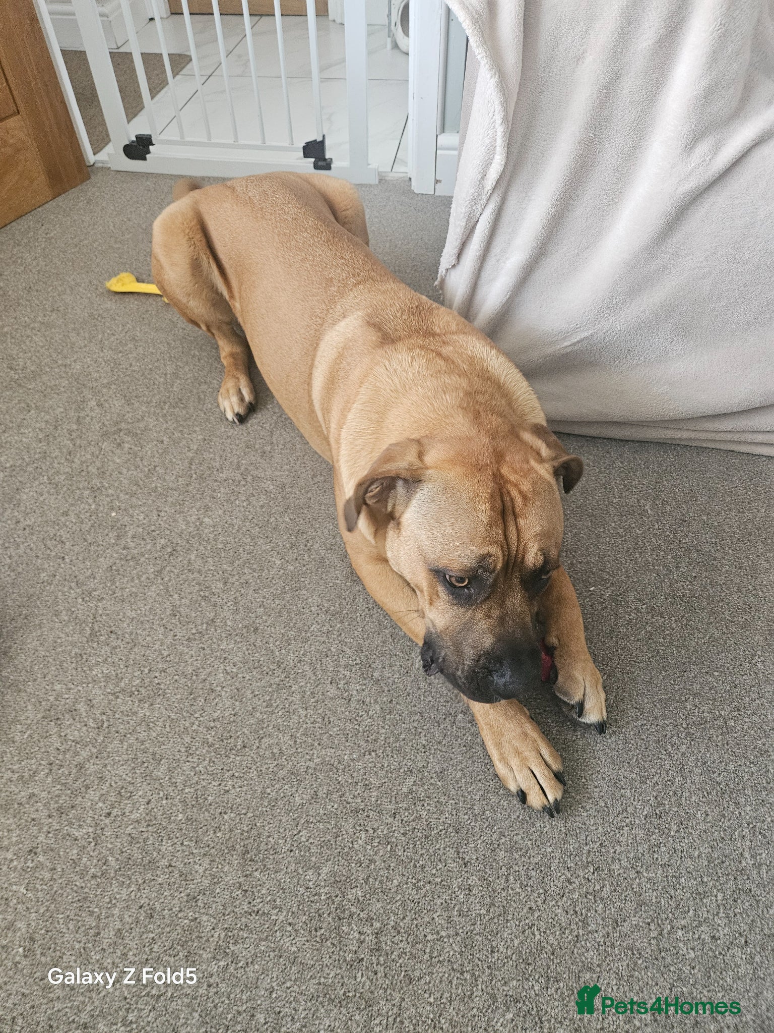 Mixed Breed dogs Cross breed Dogue de Bordeux for sale - Advert 2