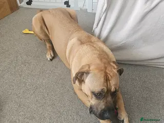 Mixed Breed dogs Cross breed Dogue de Bordeux for sale - Advert 2