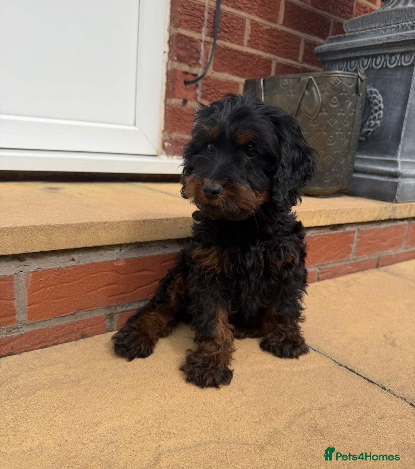 Cockapoo dogs F1 cockapoo pups  - Advert 1