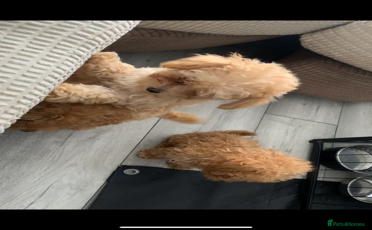 Poochon dogs - Advert 3