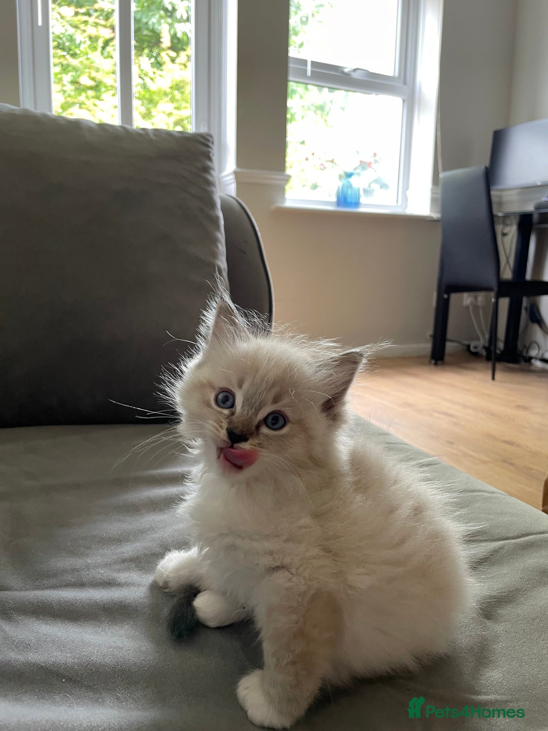 Ragdoll cats for sale: Adorable Ragdoll Kittens Ready for New Homes 🫧 - Image 2