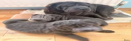 Shar Pei dogs for sale: Two beautiful Blue Shar Pei puppies (Male) - Advert 11