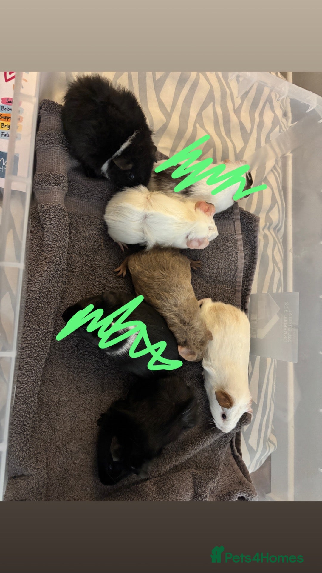 Guinea Pig rodents Guinea pig babies available now boys and girls  - Advert 20