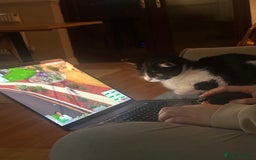 Mixed Breed cats for sale: Margot - Image 9