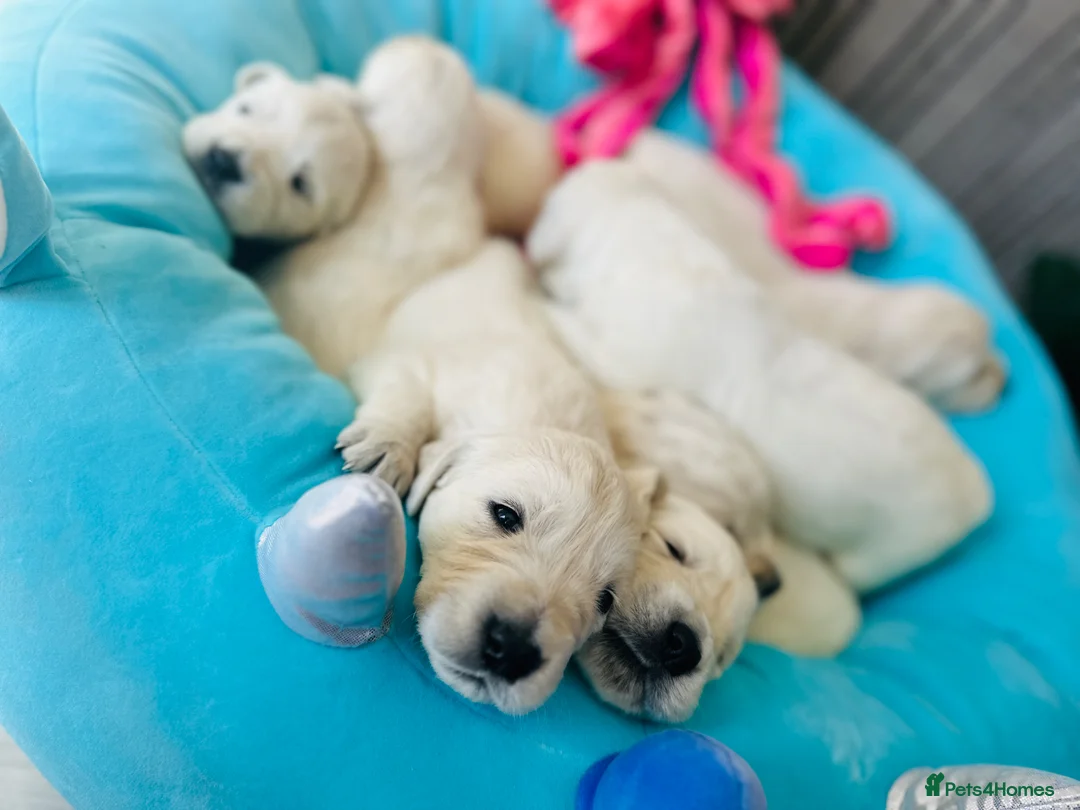 Golden Retriever dogs for sale: Cream Golden Retrievers for Sale - Advert 2
