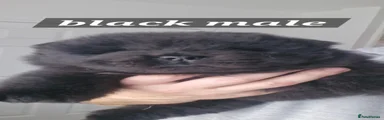 Black male