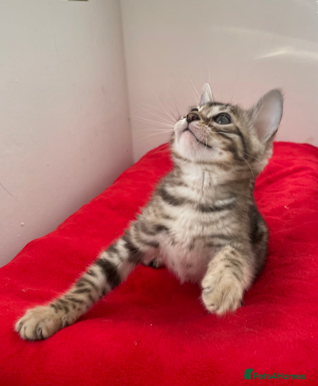 Bengal cats for sale: Stunning Beauty Bengal princess ❤️ - Image 2