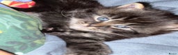 Maine Coon cats for sale: Big boy Maine coon kitten cross  - Advert 7