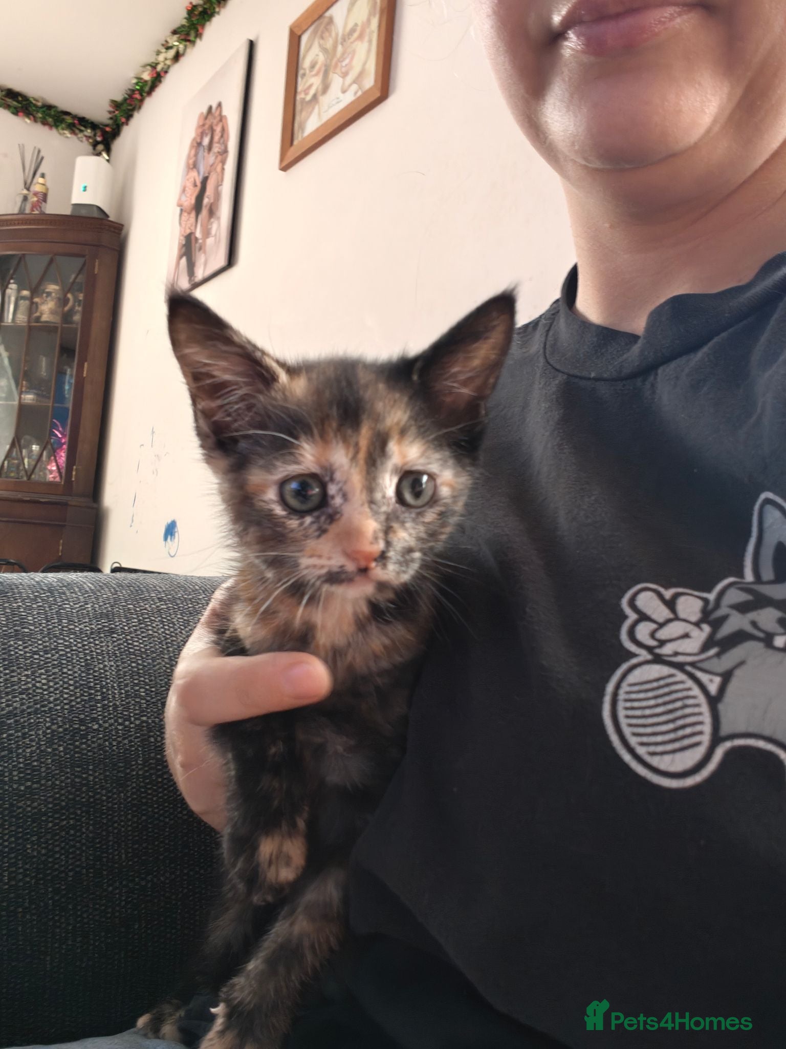 Mixed Breed cats 1 girl available ready to leave - Advert 19