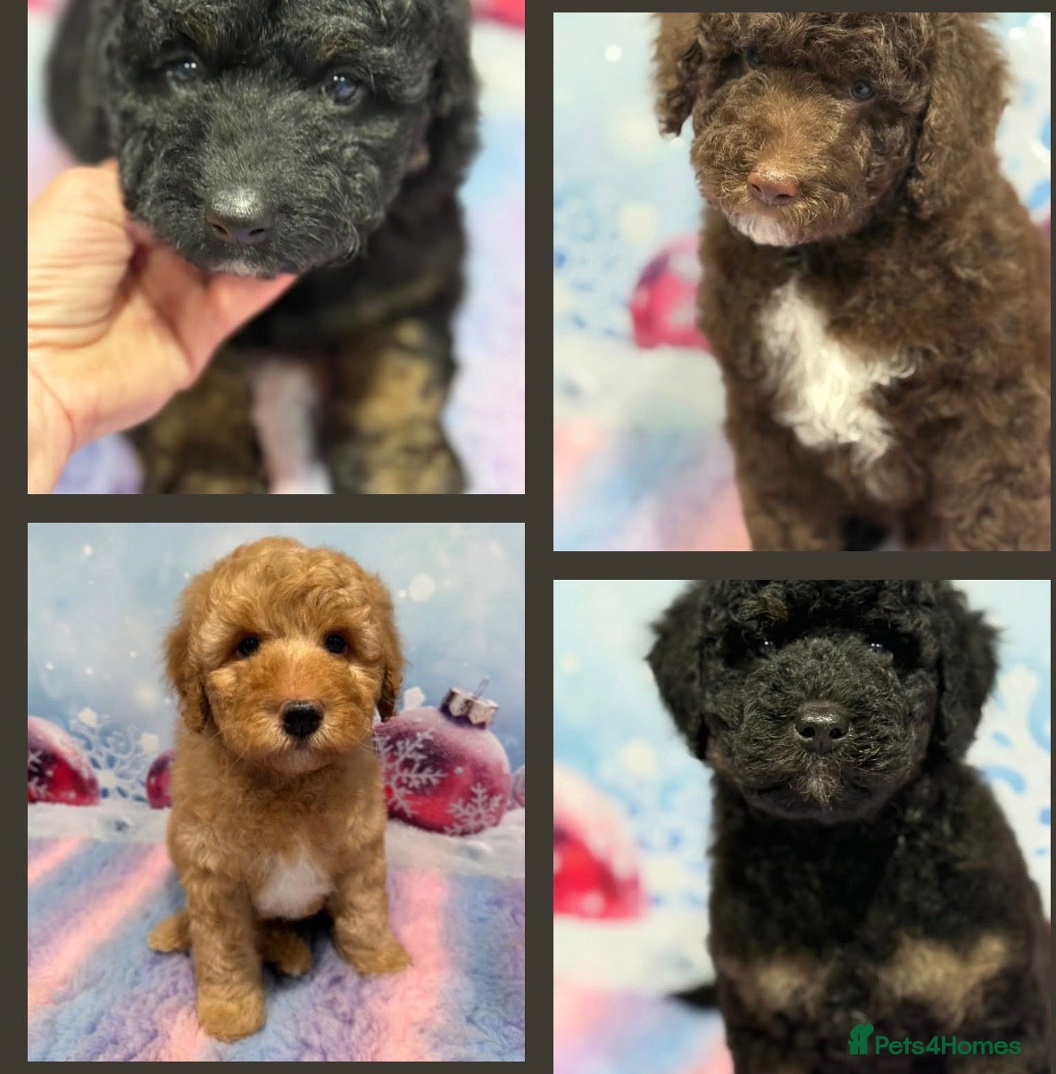 Bernedoodle dogs Miniature health tested Bernedoodles - Advert 1