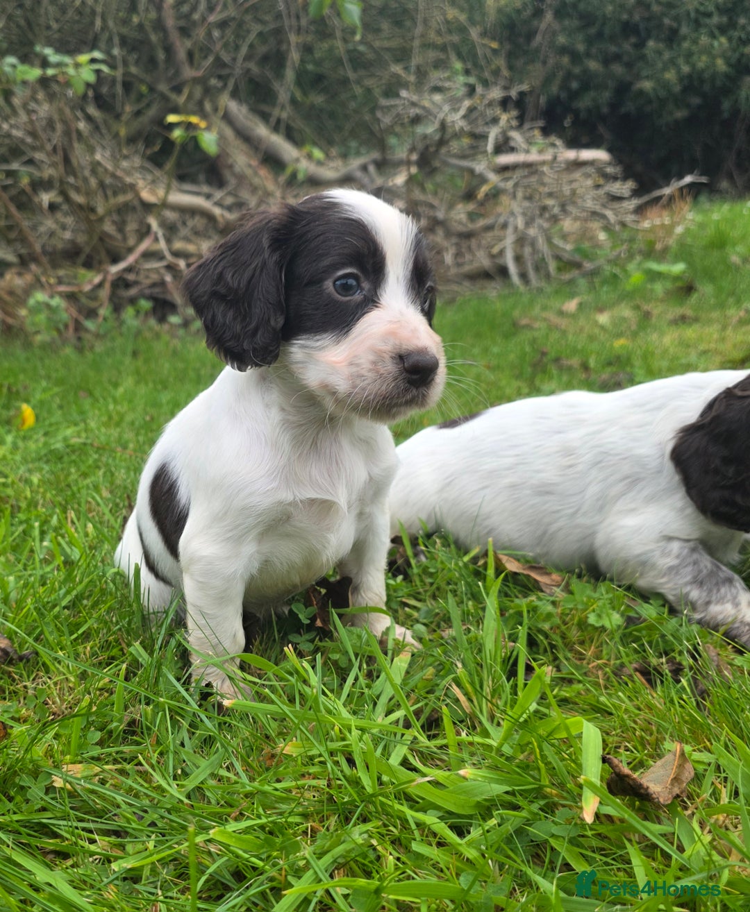 Cocker Spaniel dogs for sale: WORKING COCKER SPANIELS ..DNA CLEAR - Image 17