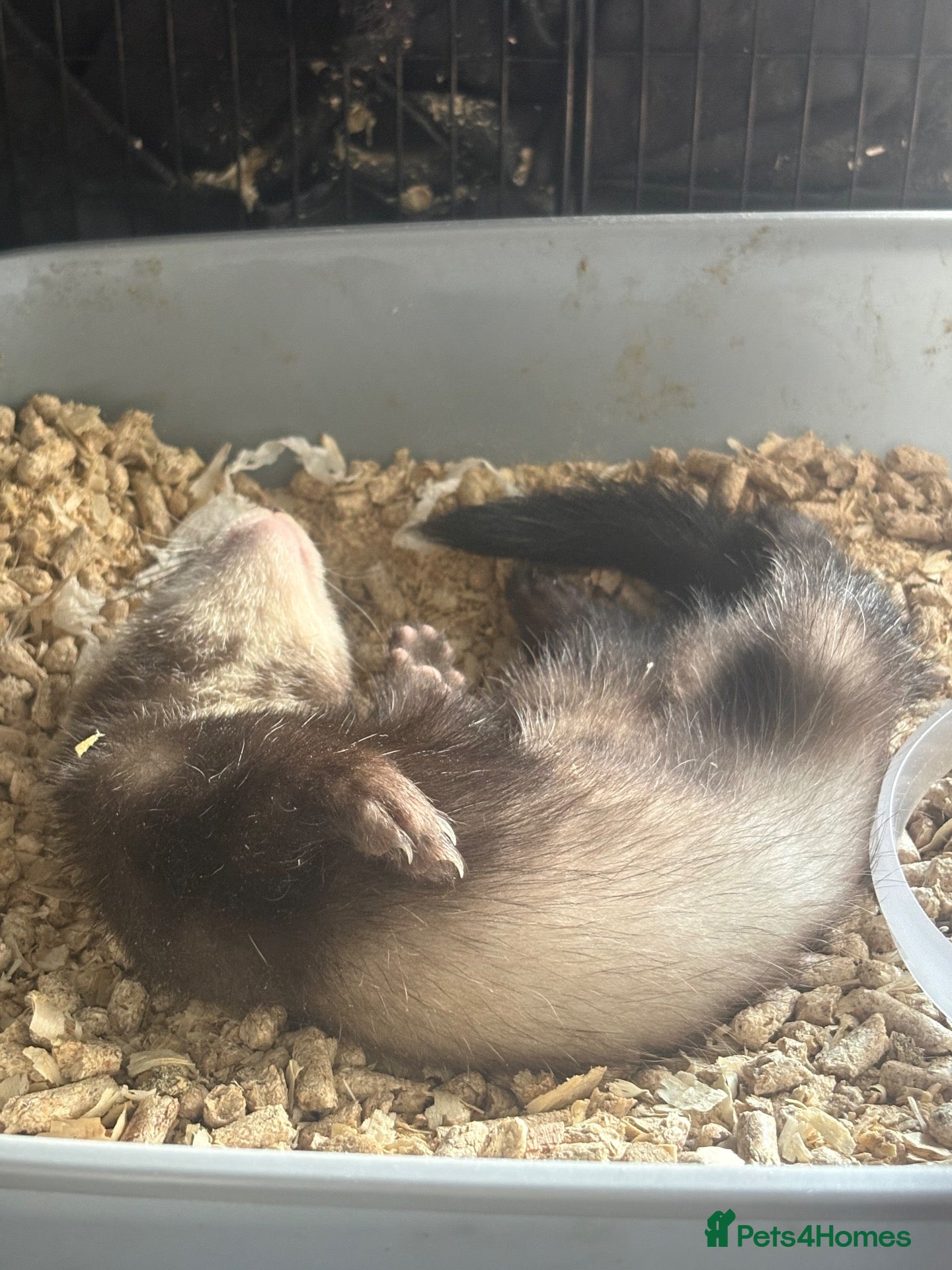 Mixed Breed rodents Ferret cross polecats for rehome - Advert 2