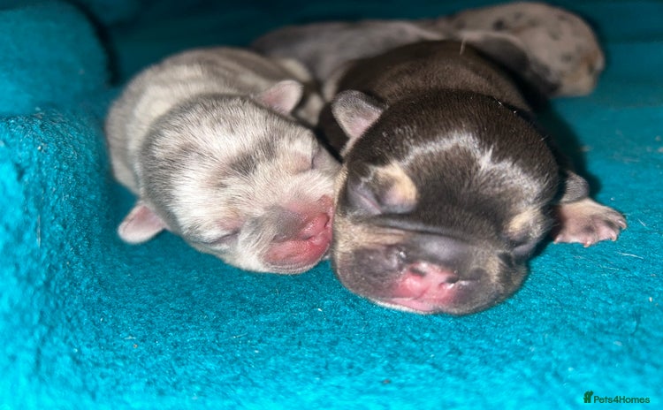 French Bulldog dogs - Advert 1