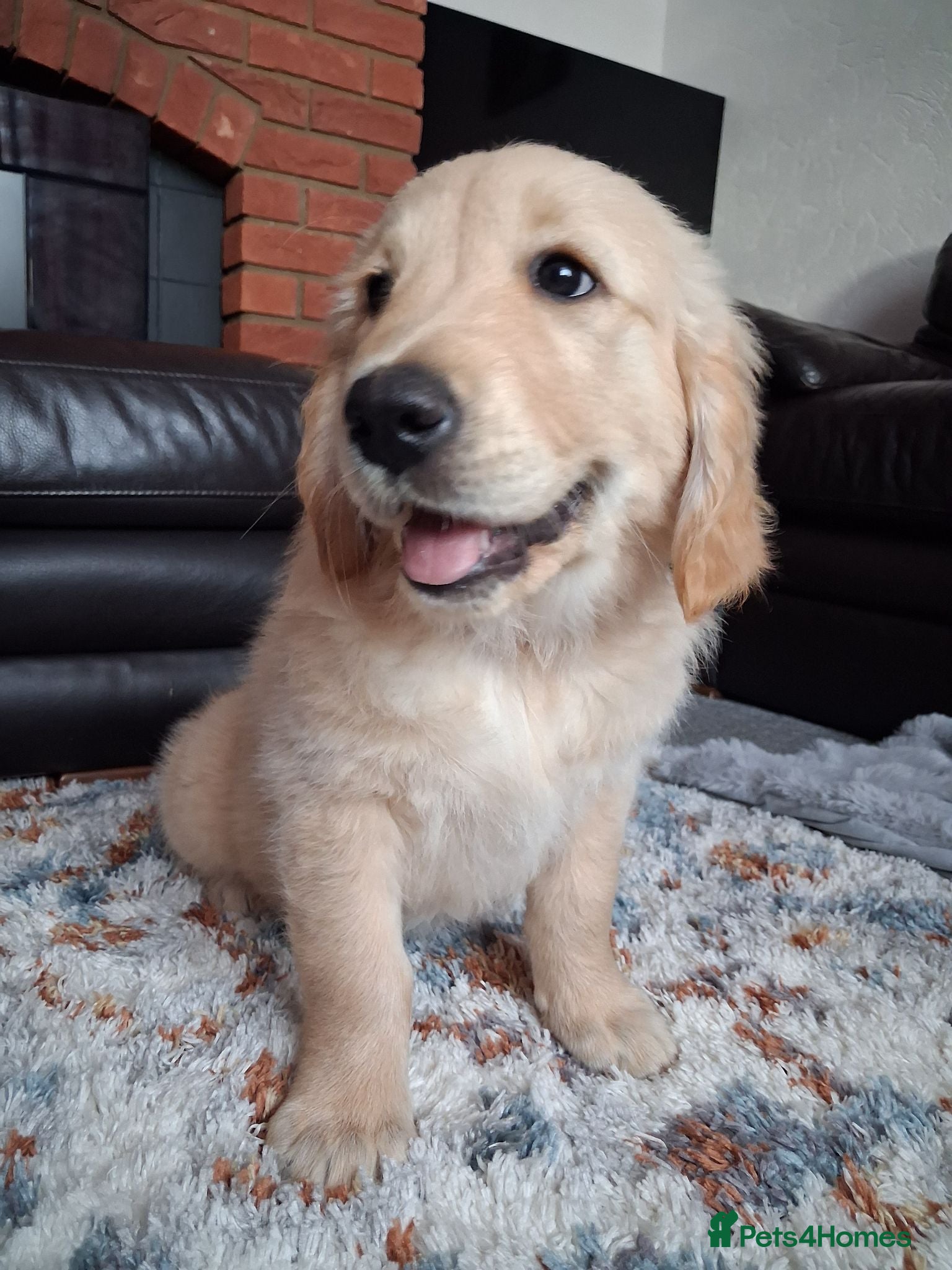 Golden Retriever dogs 1 KC girl ready for a new home! - Advert 5