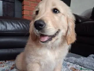 Golden Retriever dogs 1 KC girl ready for a new home! - Advert 5