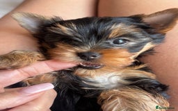 Yorkshire Terrier dogs for sale: KC litter Yorkie puppies  - Image 3