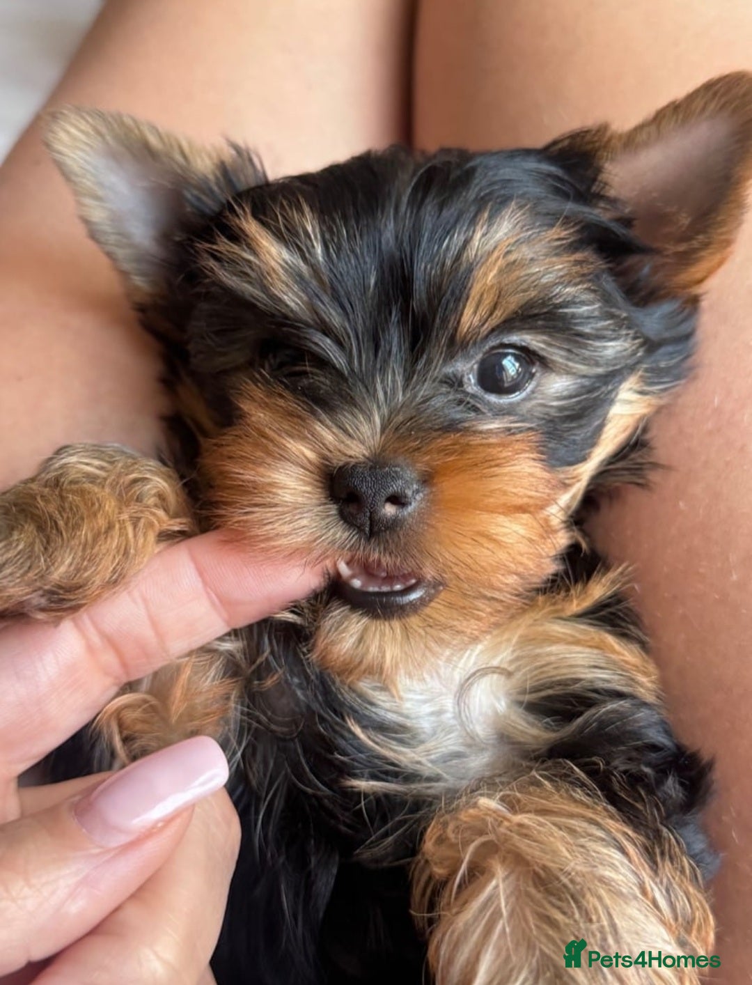 Yorkshire Terrier dogs for sale: KC litter Yorkie puppies  - Image 3