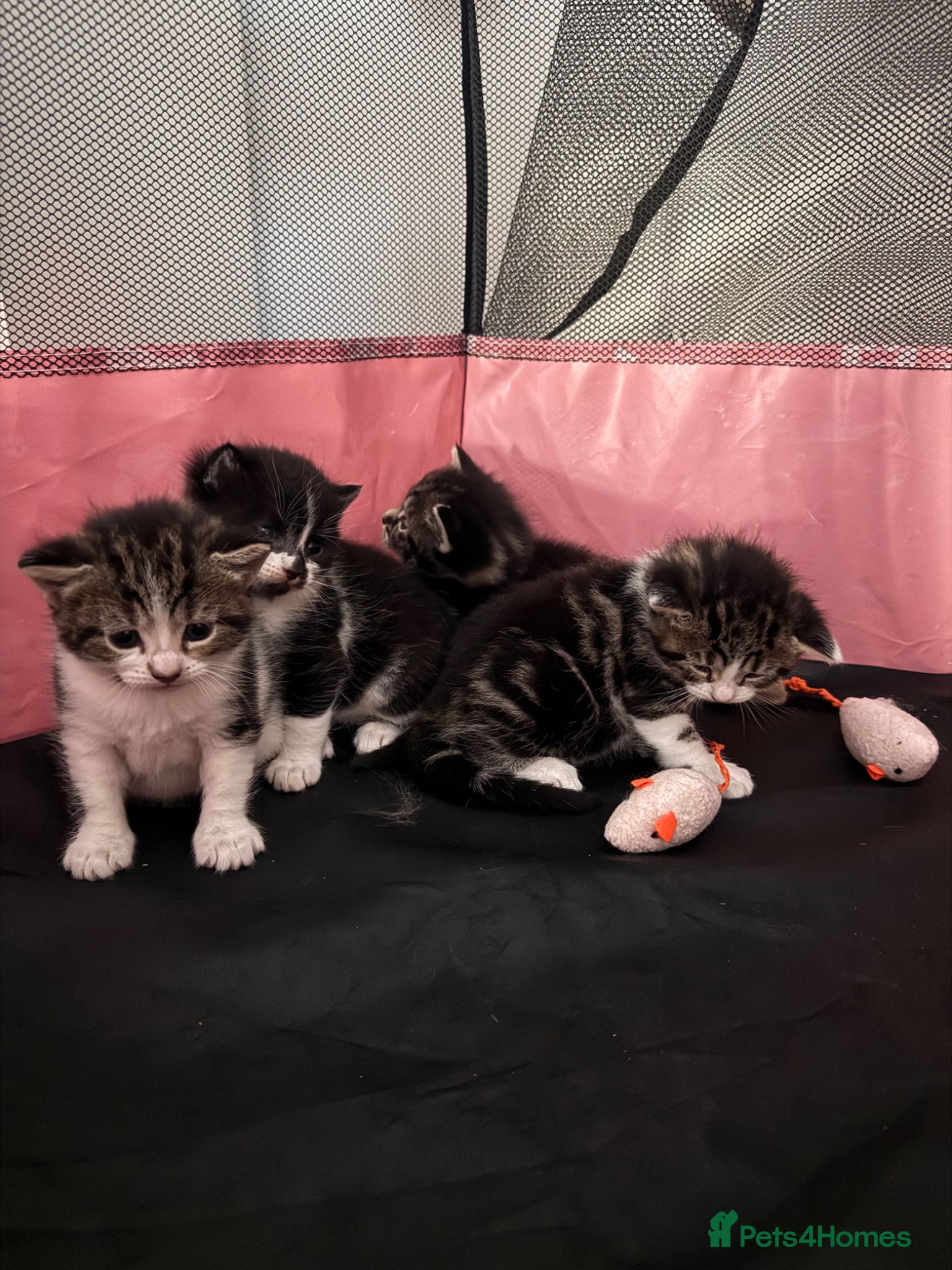Mixed Breed cats for sale: 4 Adorable Kittens Looking For Forever Homes - Advert 7