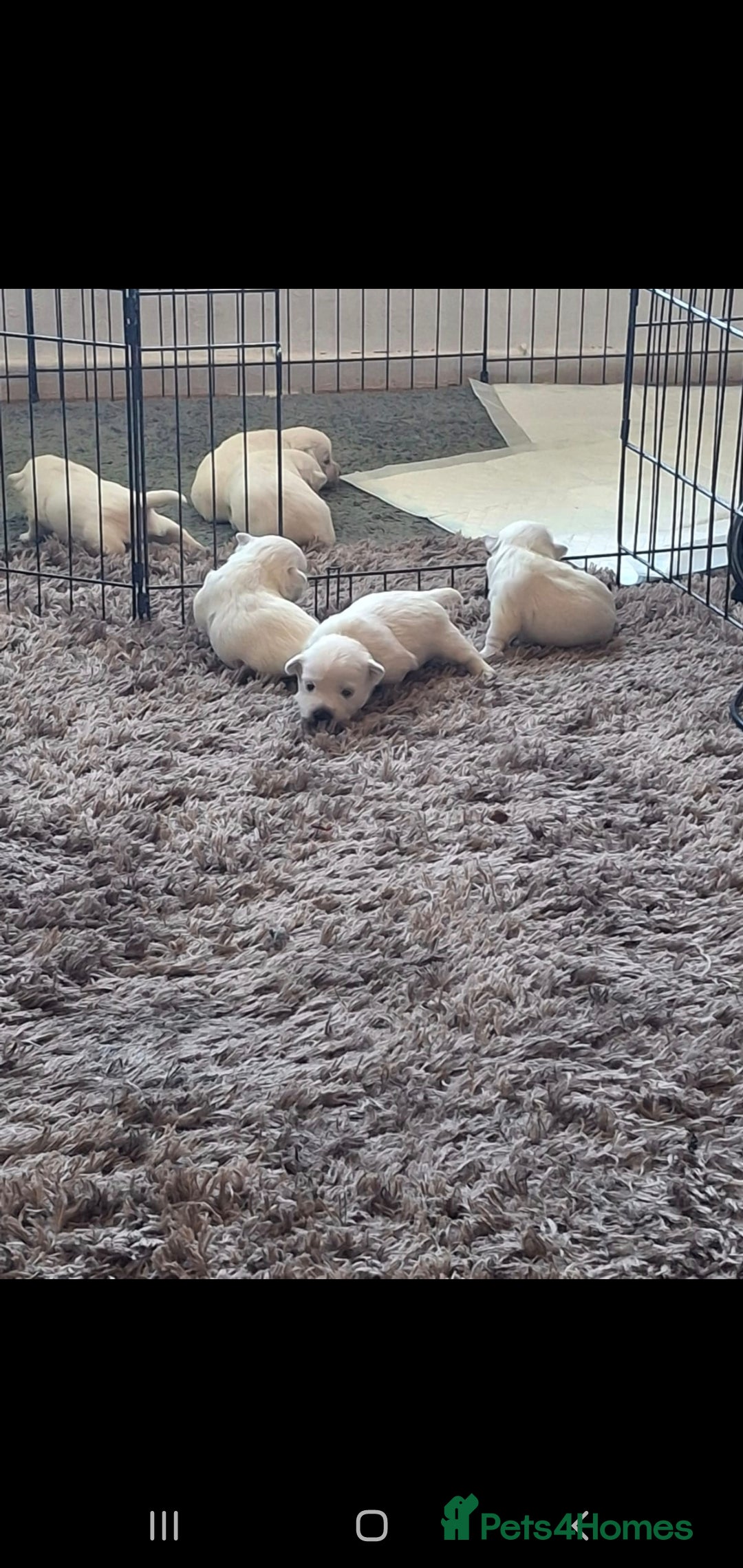 West Highland Terrier dogs for sale: Westie pups West Highland terriers  - Image 2