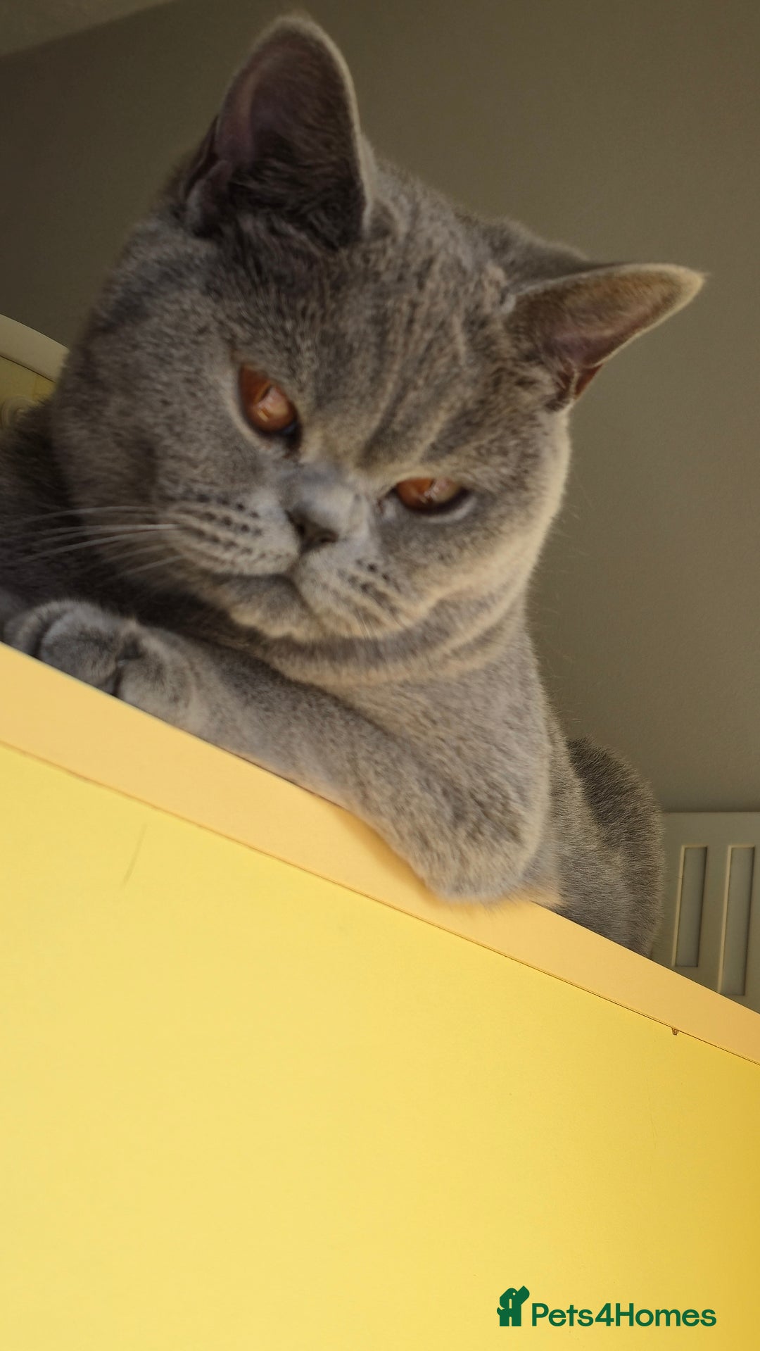 British Shorthair cats for sale: Stunning GCCF&TICA Active BSH Queen - Advert 2