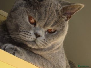 British Shorthair cats ❤️🔥IMPORTED PARENTS ACTIVE BSH❤️🔥 - Advert 2