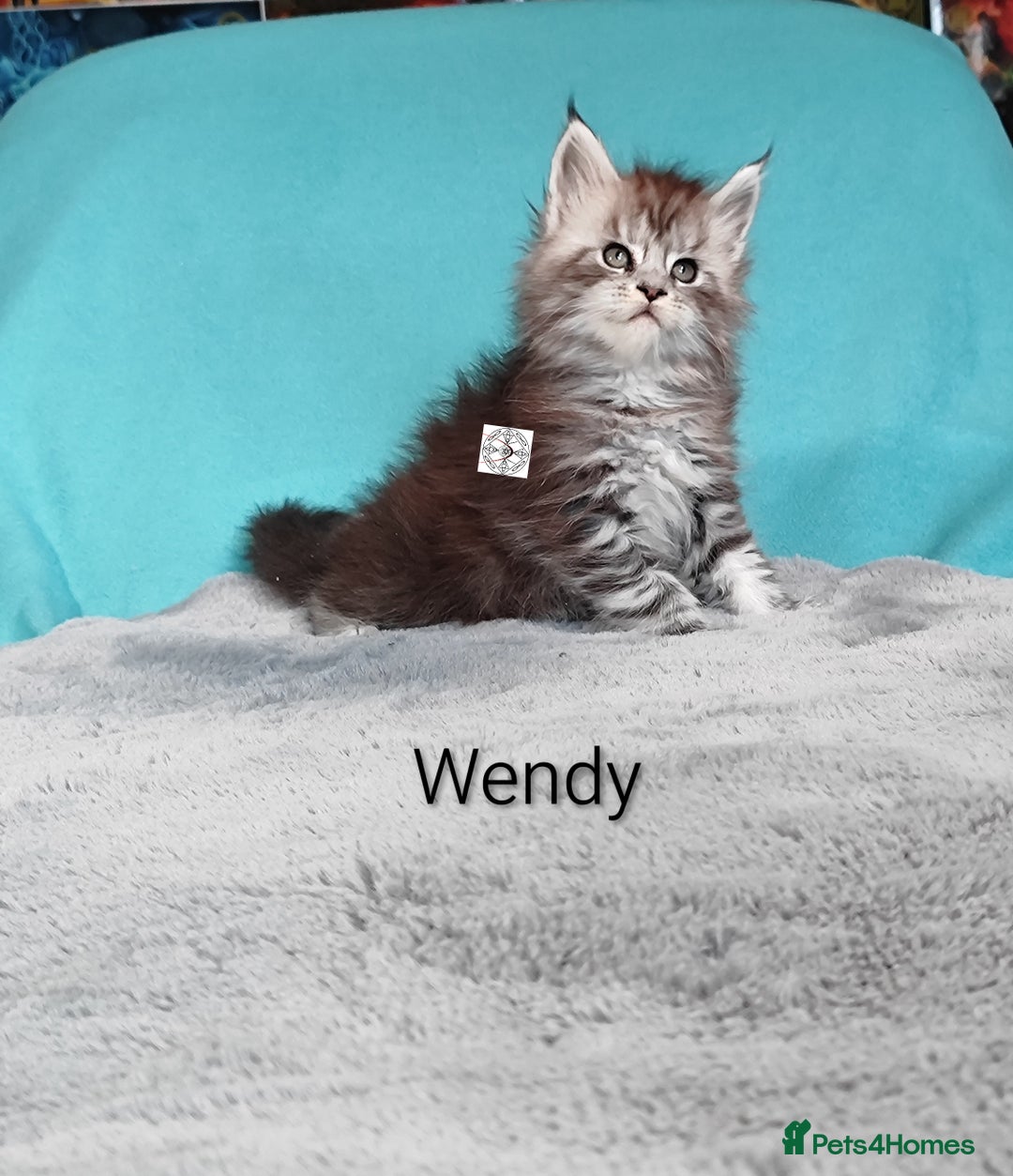 Maine Coon cats for sale: XXL beautiful pedigree kittens  - Advert 12