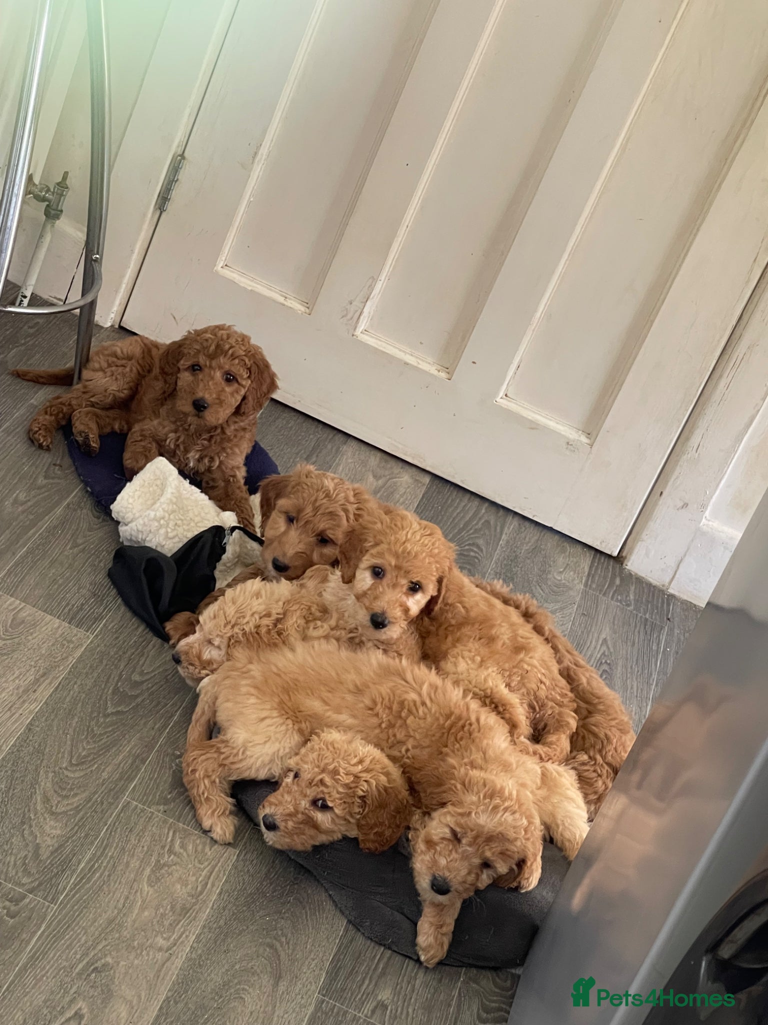 Irish Doodle dogs F1B Stunning Irish doodles - Advert 1