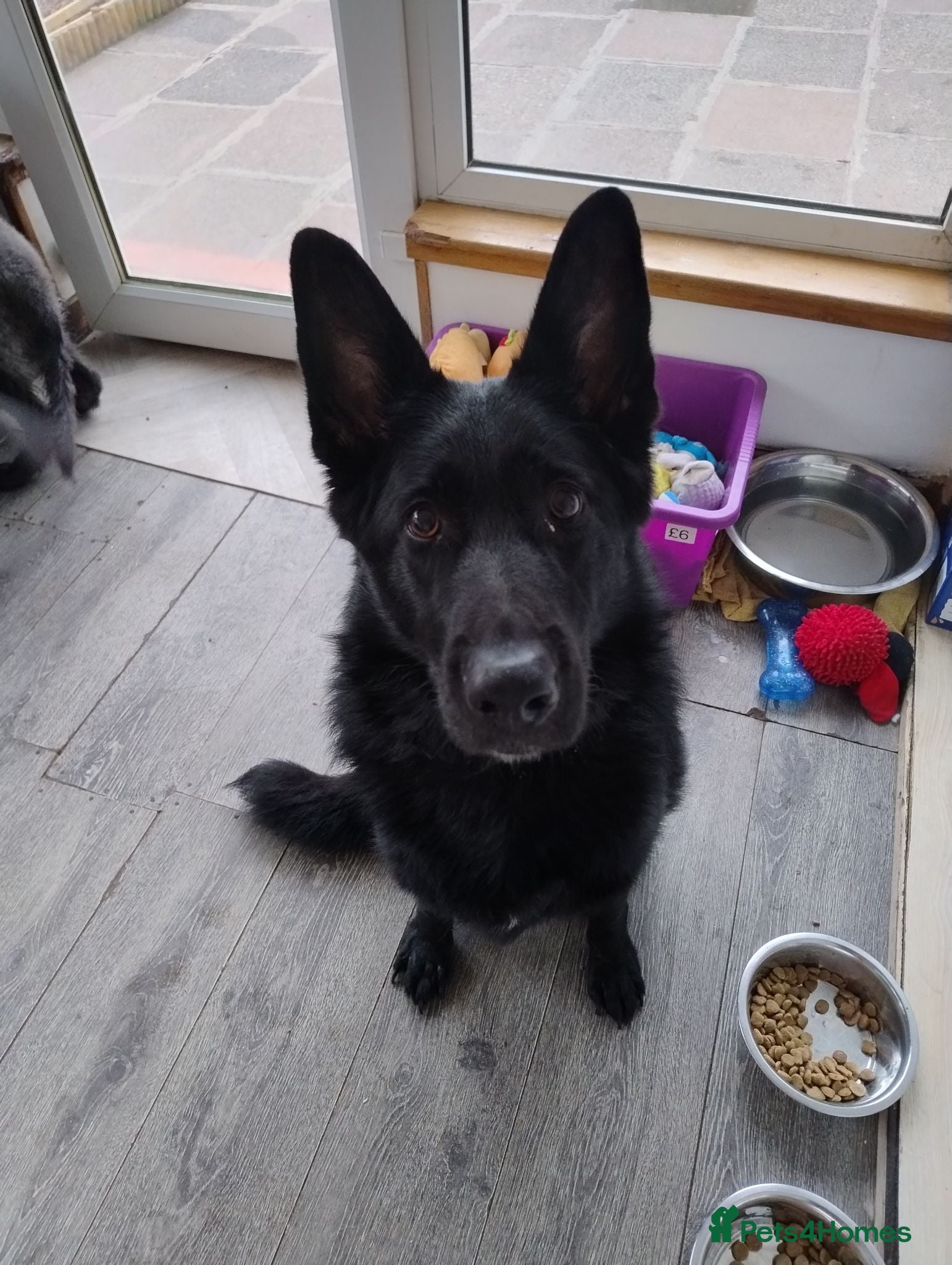German Shepherd dogs Lucy Black German Shepherd  - Advert 17