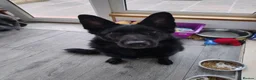 German Shepherd dogs for sale: Lucy Black German Shepherd  - Advert 1