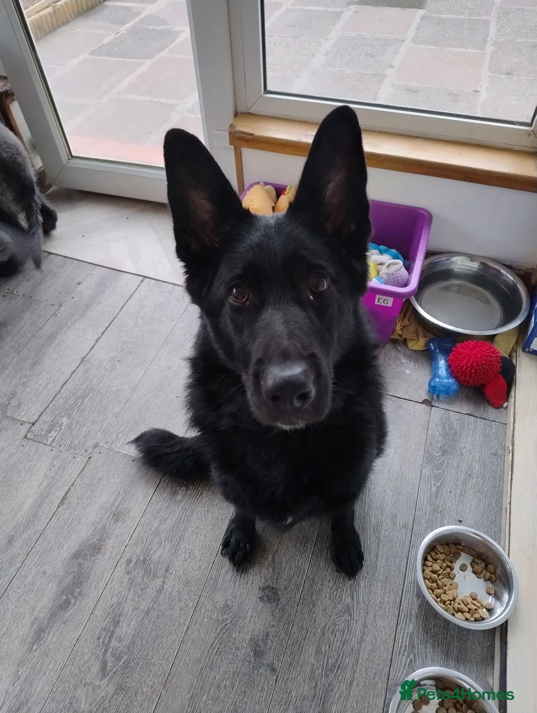 German Shepherd dogs for sale: Lucy Black German Shepherd  - Advert 1