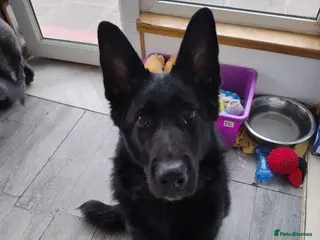 German Shepherd dogs Lucy Black German Shepherd - Advert 17