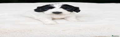 Cockapoo 5
