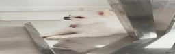 Pomeranian dogs for sale: White miniature Pomeranian 12 months old female - Advert 3
