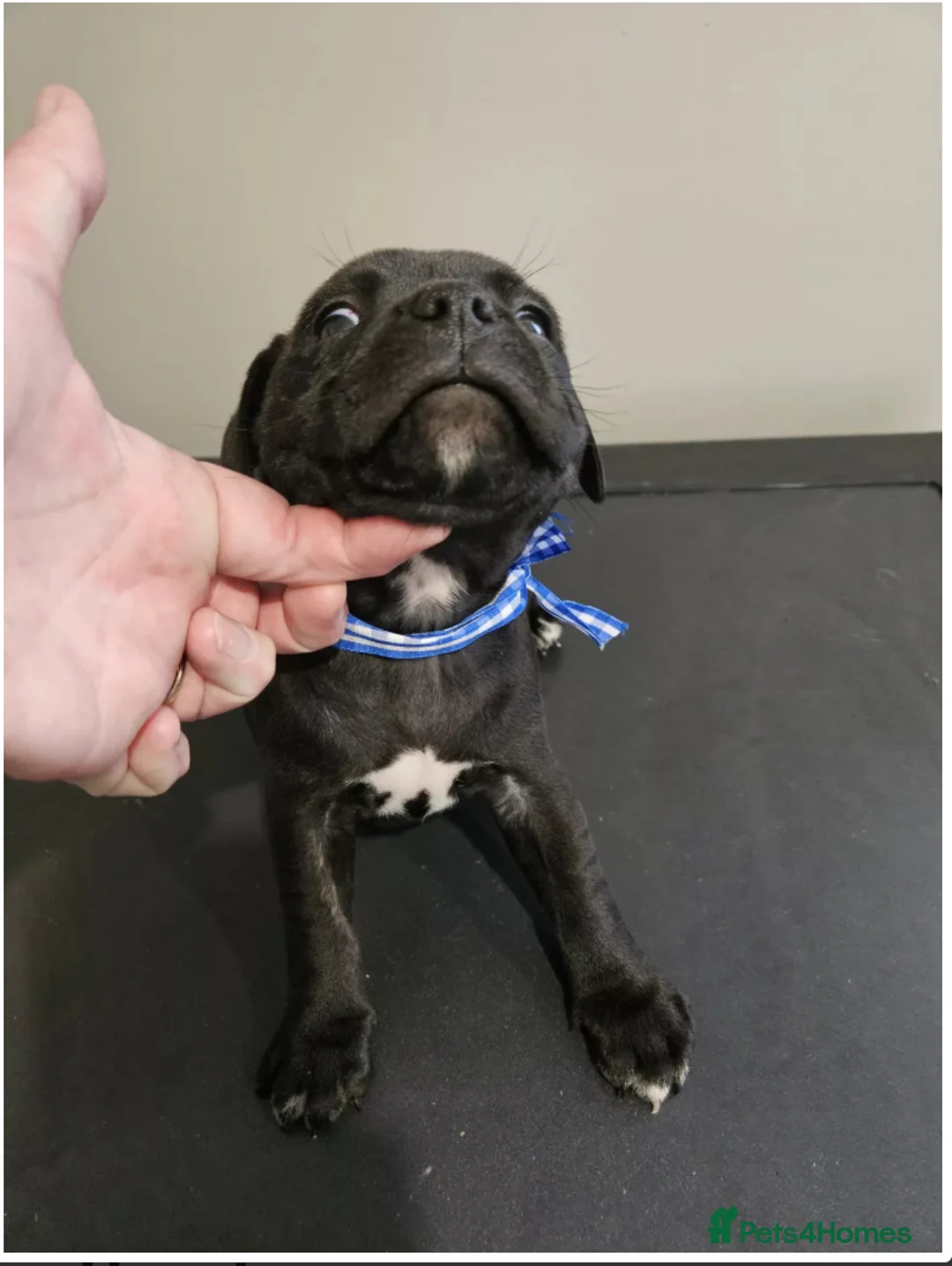 Staffordshire Bull Terrier dogs for sale: Excellent Home Raised Staffy’s Pups Ready  in Liverpool - Advert 2