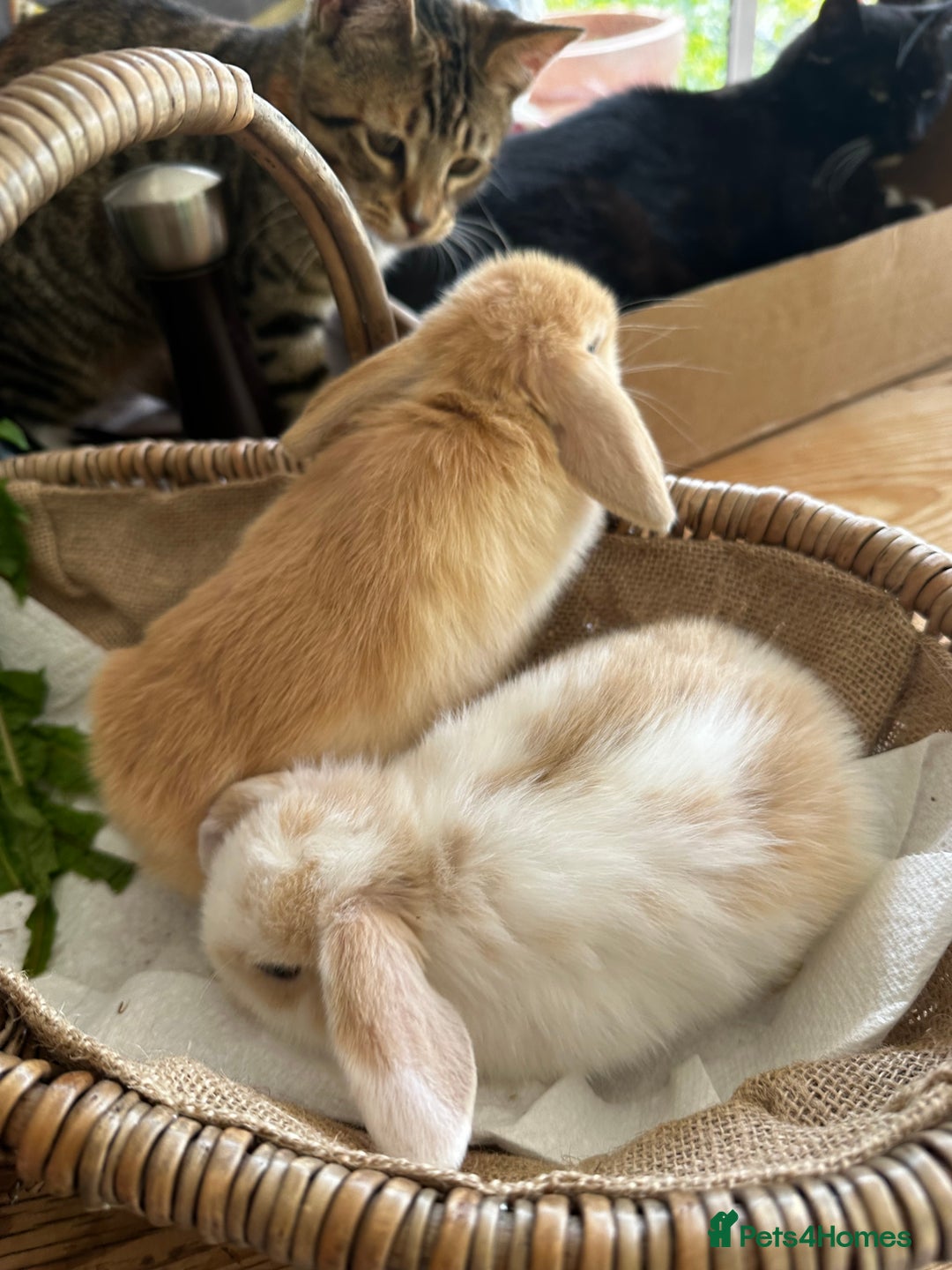 Mini Lion Lop rabbits for sale: Pure bred mini lop bunnies in Uckfield - Image 23