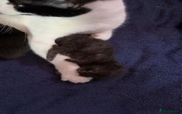 Domestic Shorthair cats for sale: 2 beautiful kittens for sale.  - Image 2