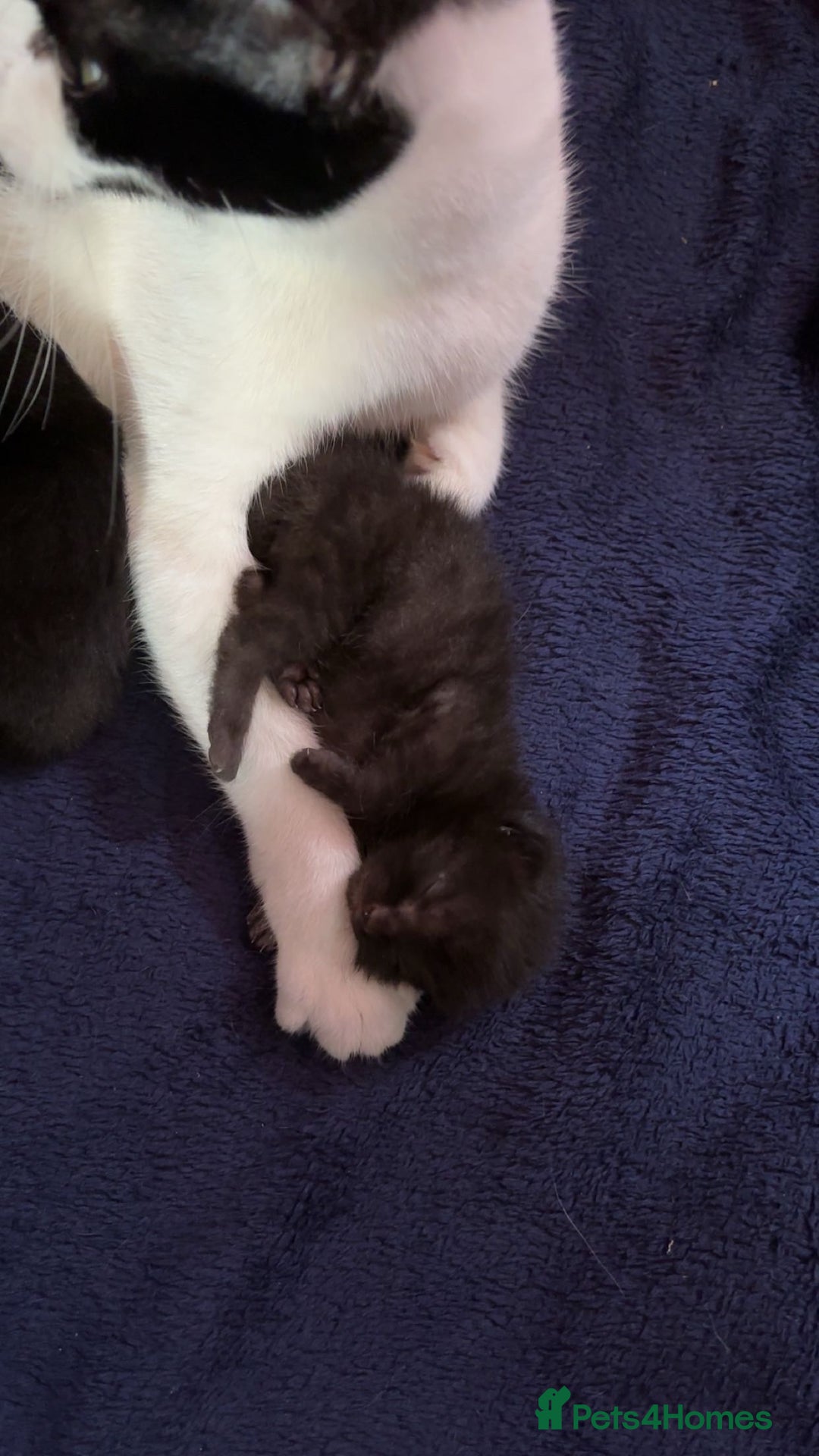 Domestic Shorthair cats for sale: 2 beautiful kittens for sale.  - Image 2