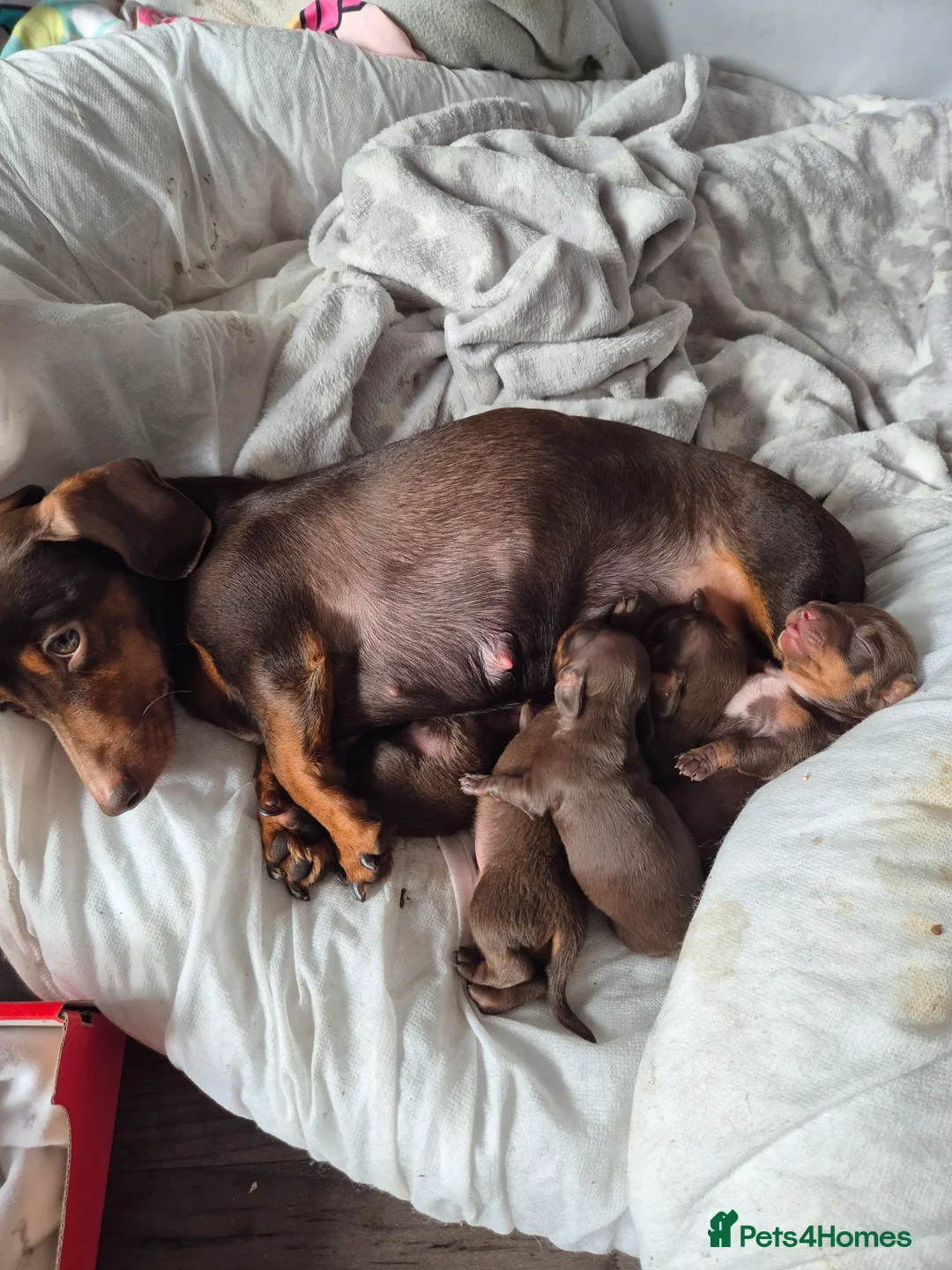 Miniature Dachshund dogs for sale: Beautiful miniature dash hounds  in Swansea - Advert 9