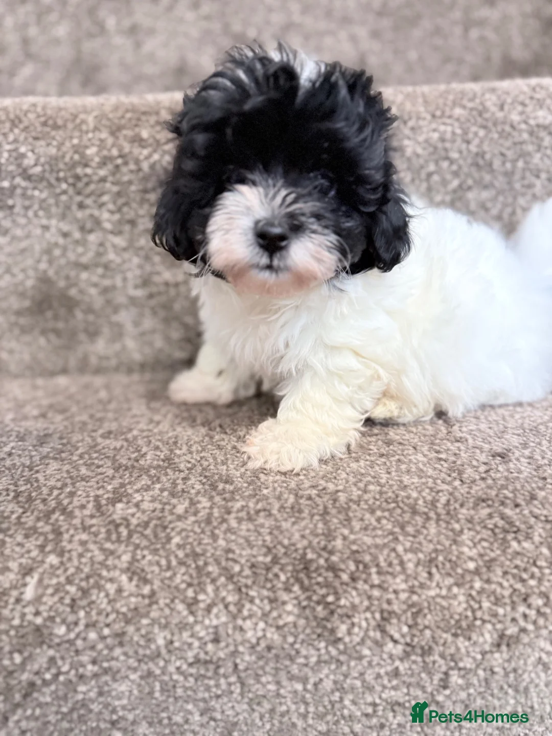 Poochon dogs for sale: 4 beautiful girls - Advert 4